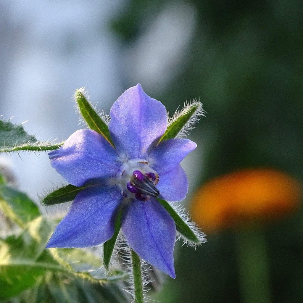 Borage Seed - Sow True Seed