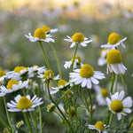 Chamomile Seed, German - Sow True Seed