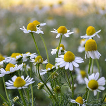 Chamomile Seed, German - Sow True Seed