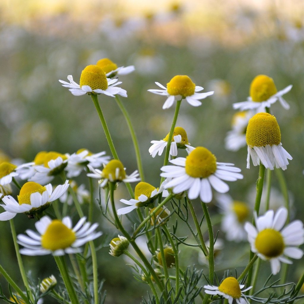Chamomile Seed, Roman - Sow True Seed