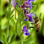 Hyssop Seed - Sow True Seed