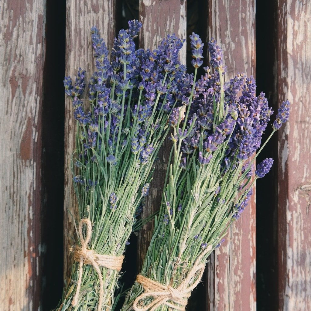 lavender true seeds Lavender Seeds