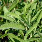 Sage Seed, Broad Leaf Culinary - Sow True Seed