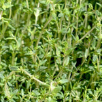 Thyme Seeds, Wild - Sow True Seed