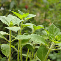 Basil Seeds, Tulsi - Kapoor - Sow True Seed
