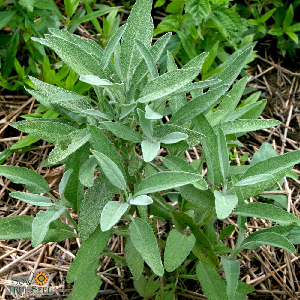 Sage Seed, Broad Leaf Culinary - Sow True Seed