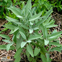 Sage Seed, Broad Leaf Culinary - Sow True Seed