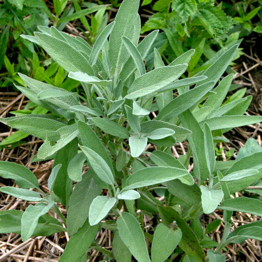Sage Seed, Broad Leaf Culinary - Sow True Seed