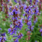 Hyssop Seed - Sow True Seed