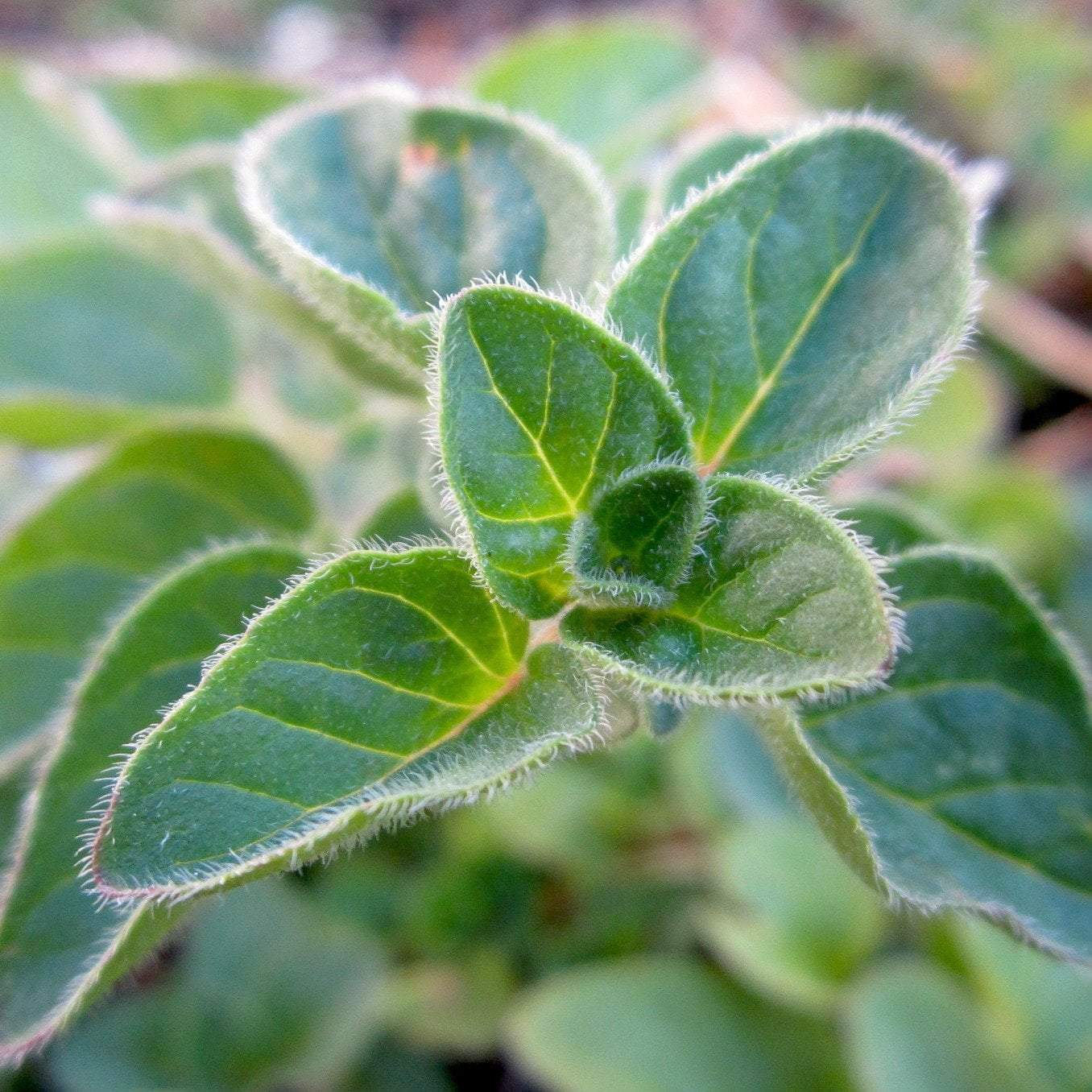 Oregano Seed, Greek - Sow True Seed