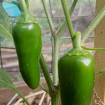 Hot Pepper - Early Jalapeño - Sow True Seed