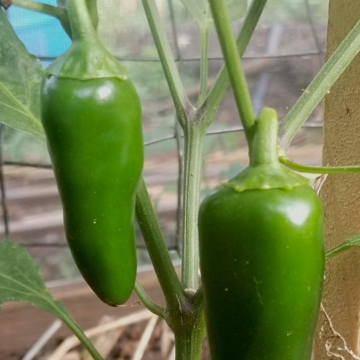 Hot Pepper - Early Jalapeño - Sow True Seed