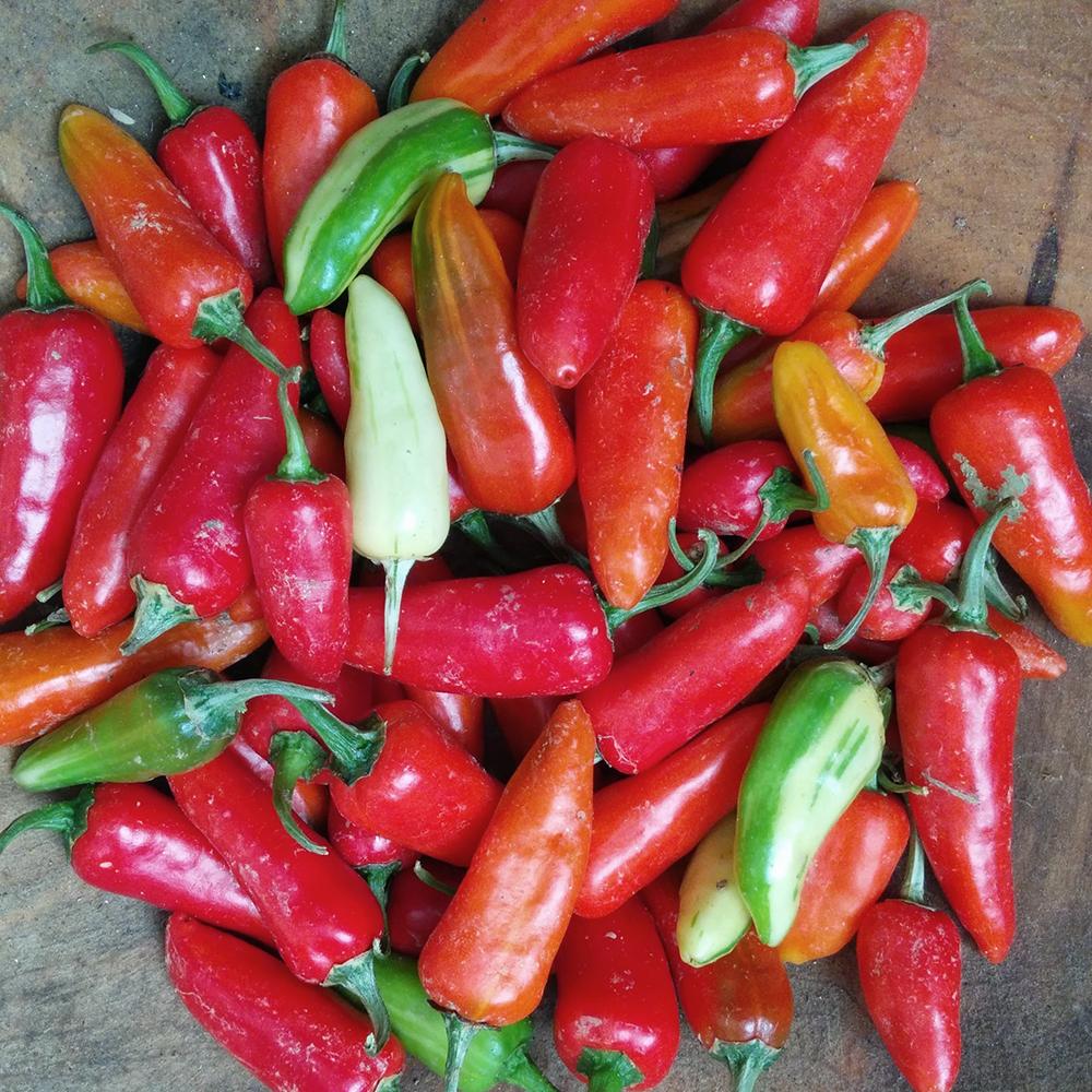 Hot Pepper - Fish Pepper - Sow True Seed