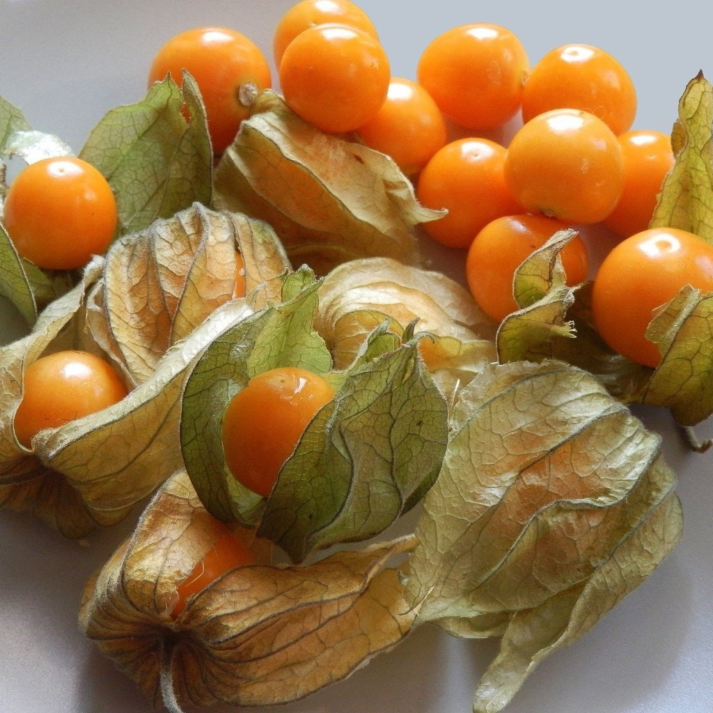 Husk Cherry - Aunt Molly's, ORGANIC - Sow True Seed