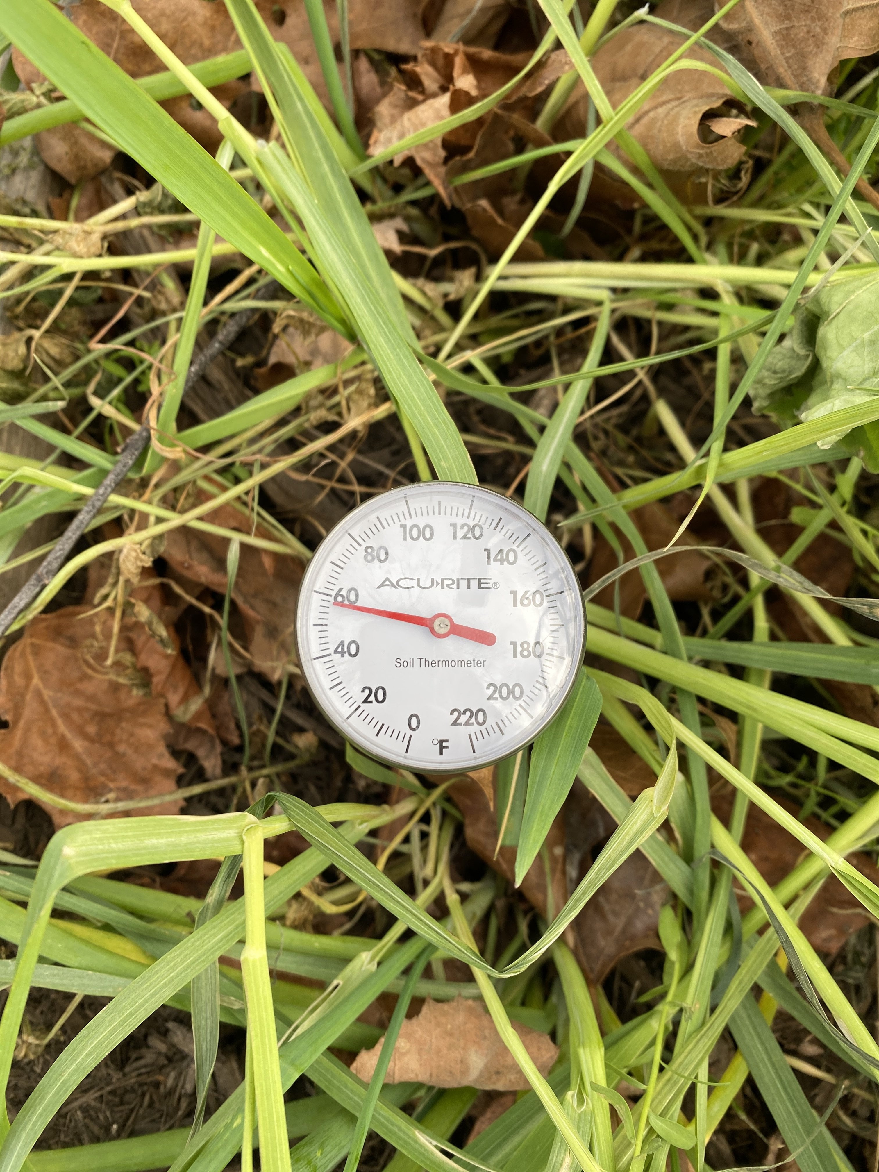 Soil Thermometer - Sow True Seed
