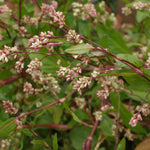 Indigo Seeds, Japanese Indigo - Sow True Seed