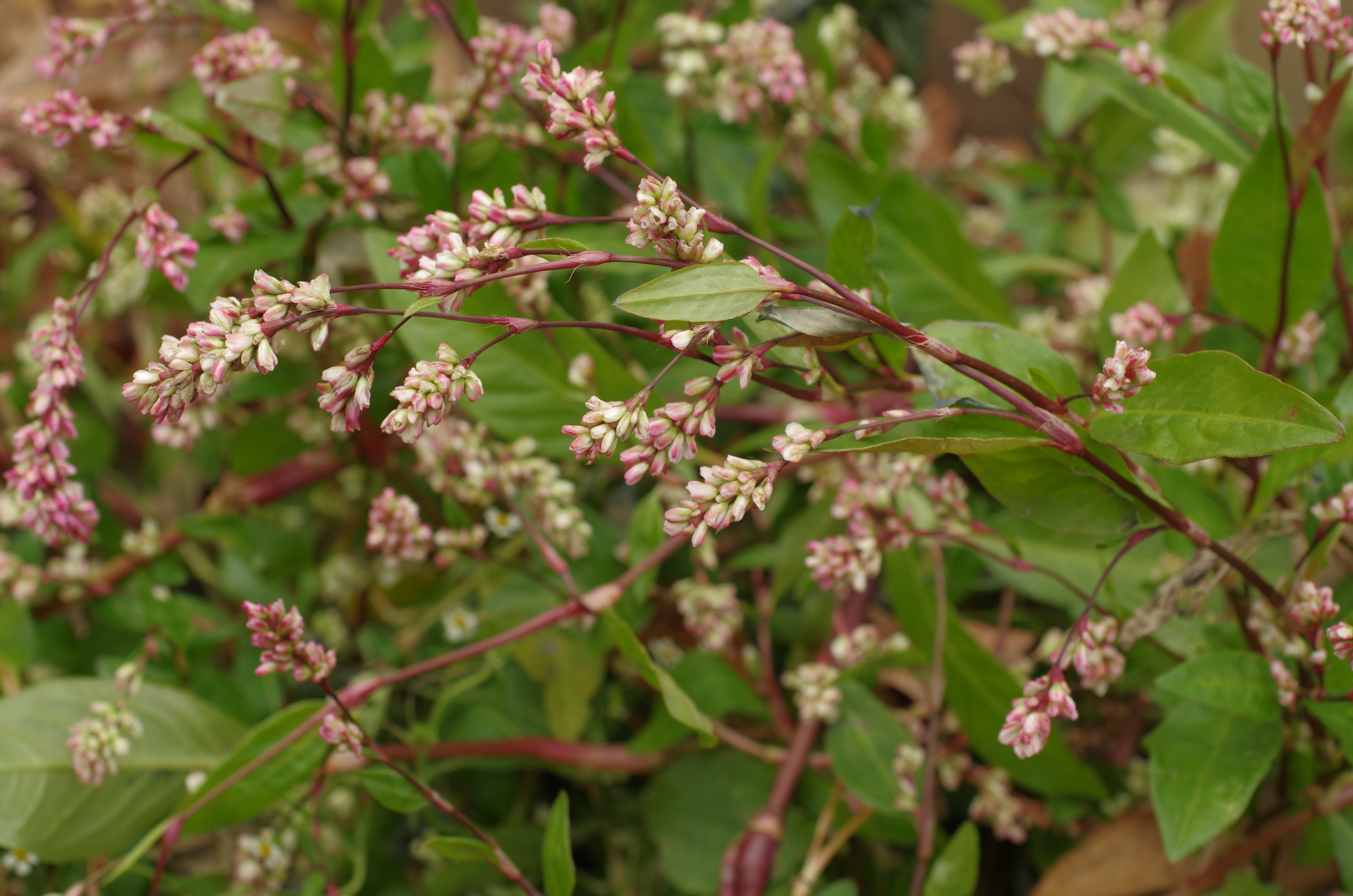 Indigo Seeds, Japanese Indigo - Sow True Seed