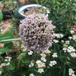 Elephant Garlic - Sow True Seed