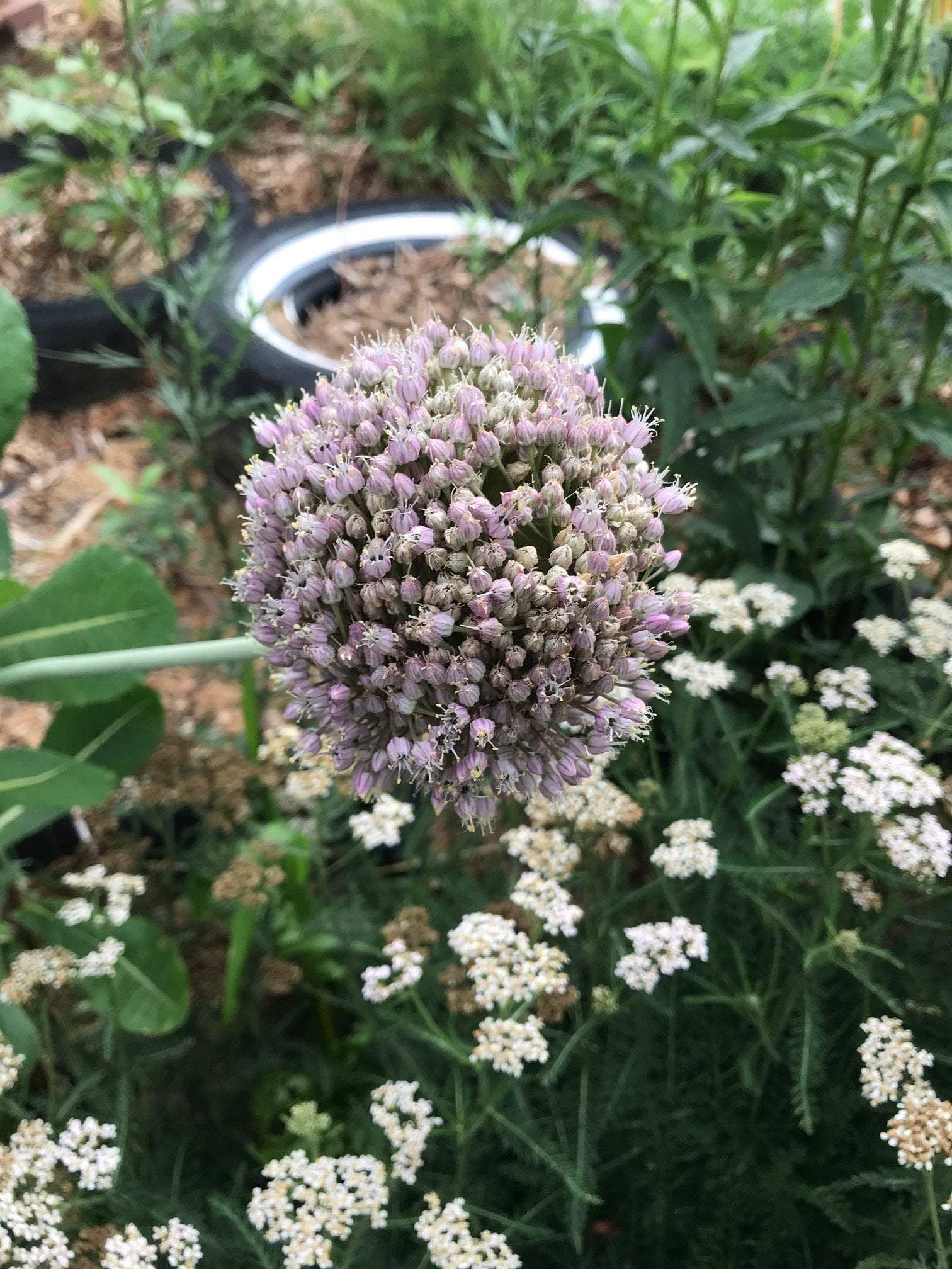 Elephant Garlic - Sow True Seed