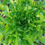 Lettuce Seeds - Green Oakleaf - Sow True Seed