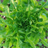 Lettuce Seeds - Green Oakleaf