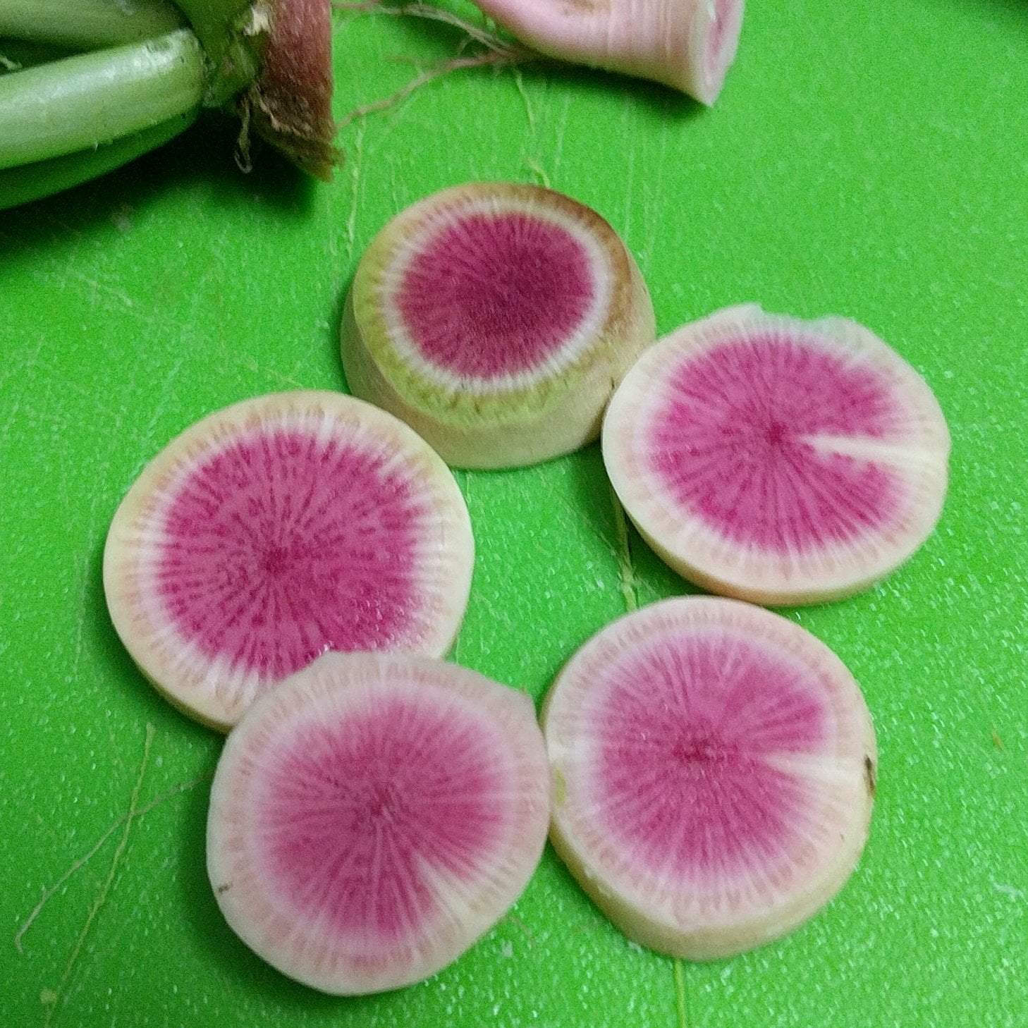 Radish Seeds - Watermelon - Sow True Seed