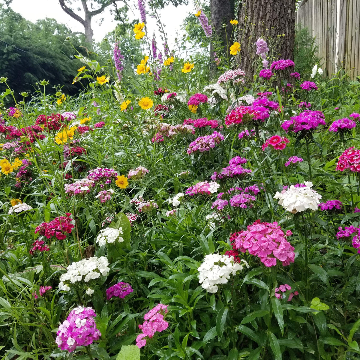 Partial Shade Flower Mix | Sow True Seed | Open Pollinated