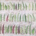 The Whole Okra: A Stem to Seed Celebration (signed copy!) - Sow True Seed