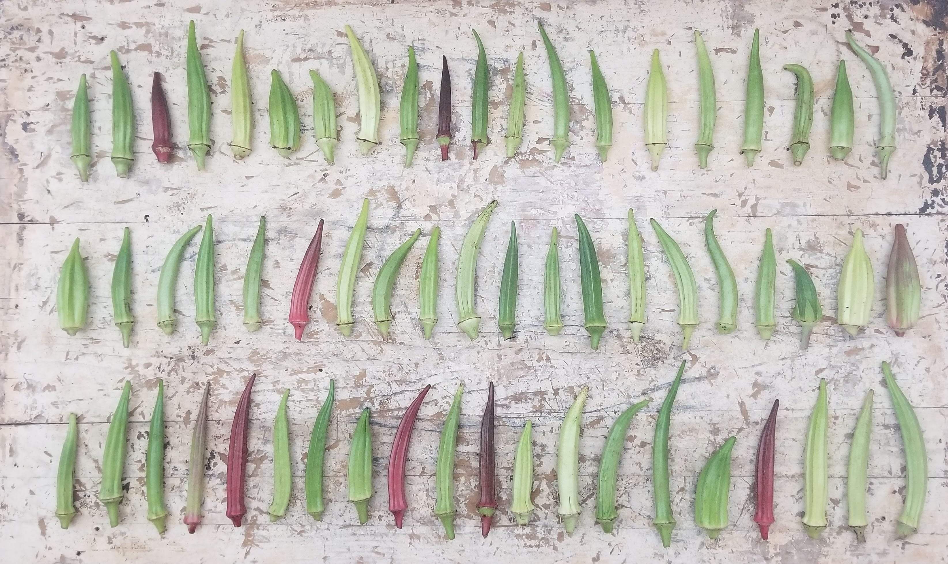 The Whole Okra: A Stem to Seed Celebration (signed copy!) - Sow True Seed