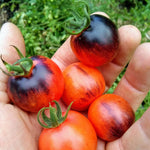 Cherry Tomato Seeds - Nightcap - Sow True Seed