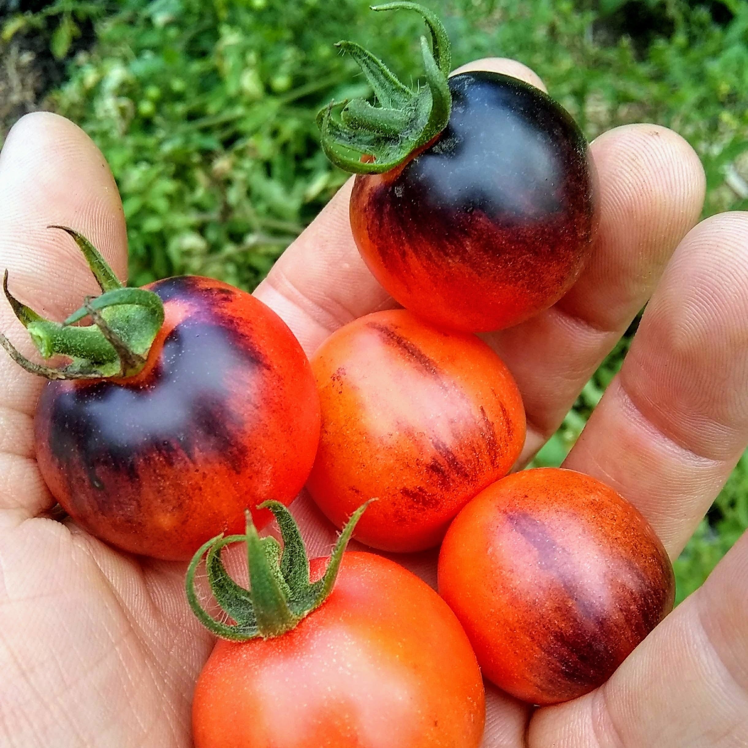 Cherry Tomato Seeds - Nightcap - Sow True Seed