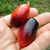 Cherry Tomato Seeds - Foxfire Pink - Sow True Seed
