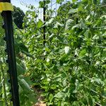 Pole Bean Seeds - Golden Hull Cornfield - Sow True Seed