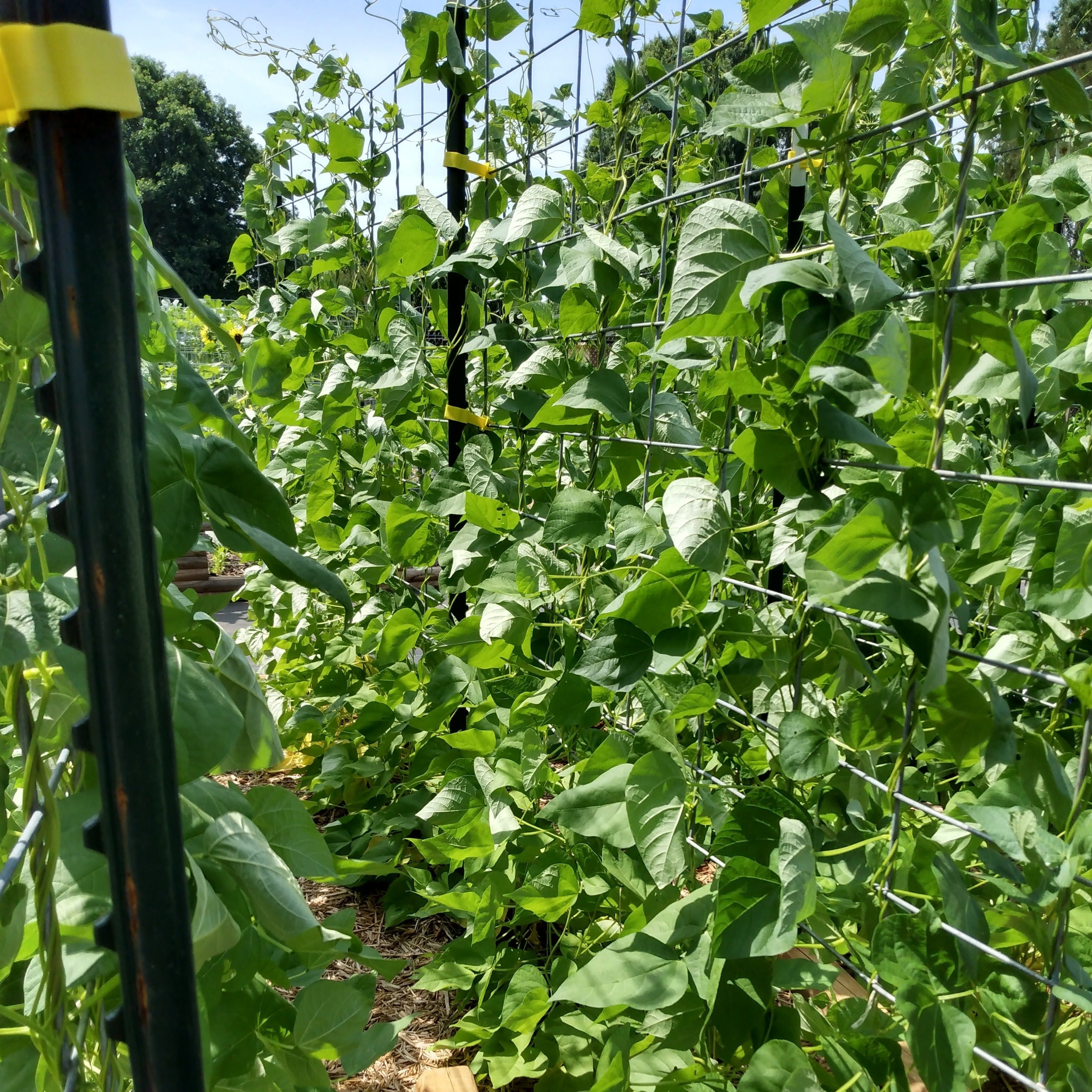 Pole Bean Seeds - Golden Hull Cornfield - Sow True Seed
