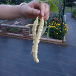 Pole Bean Seeds - Golden Hull Cornfield - Sow True Seed