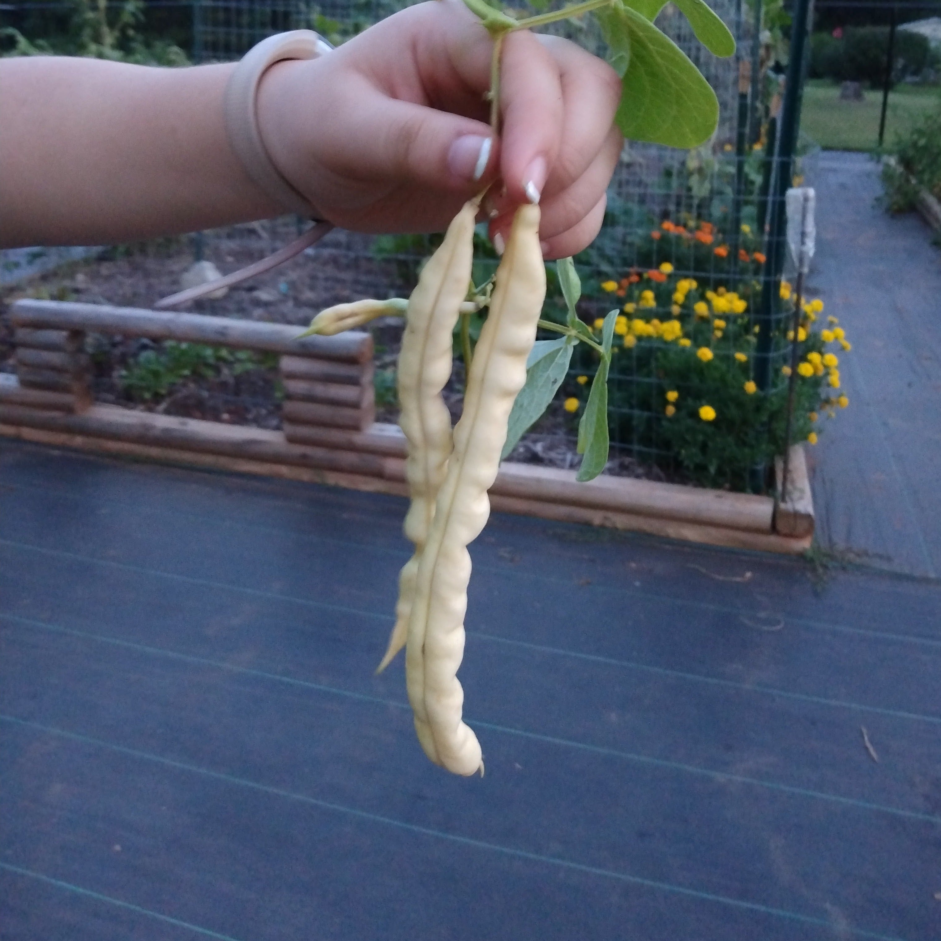 Pole Bean Seeds - Golden Hull Cornfield - Sow True Seed