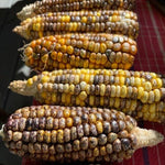 Flint Corn Seeds - Jaguar Priest - Sow True Seed