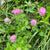 Cover Crop - Red Clover - Sow True Seed