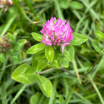 Cover Crop - Red Clover - Sow True Seed