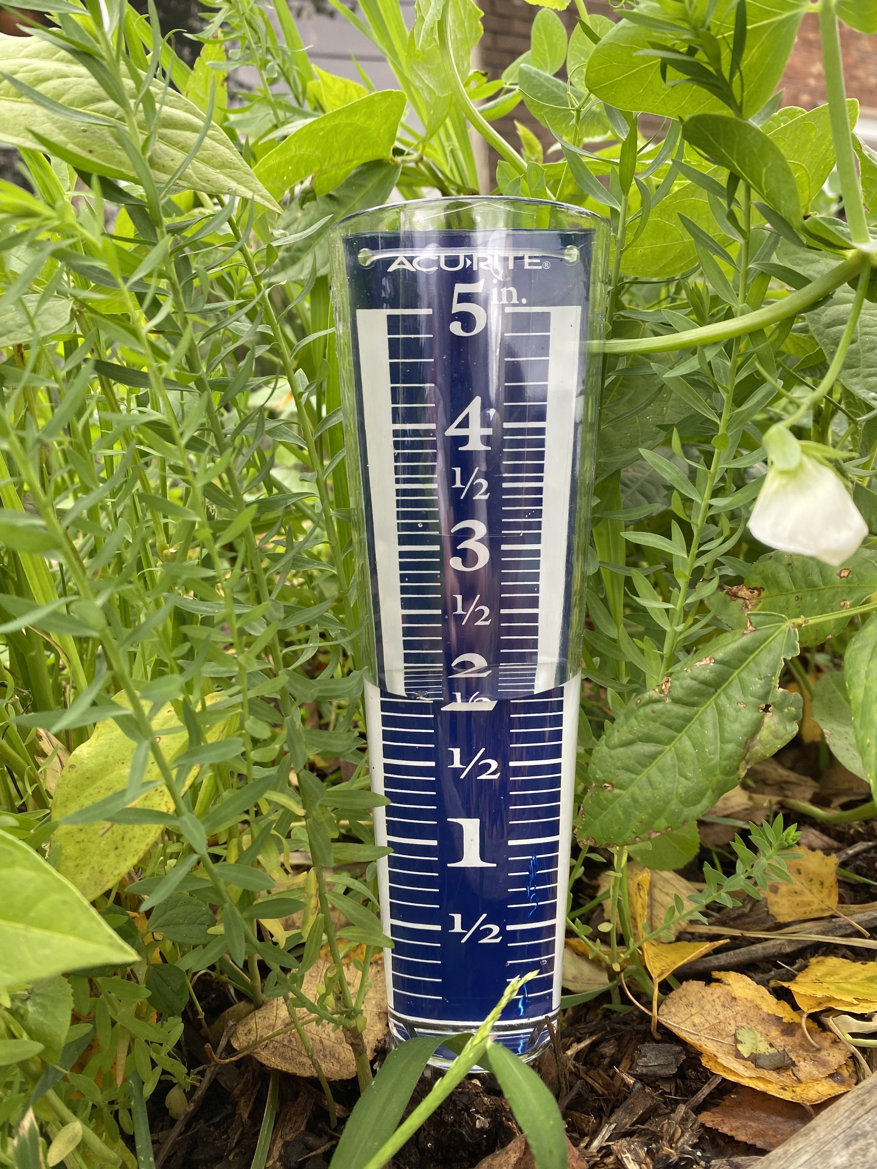 Magnifying Rain Gauge - Sow True Seed