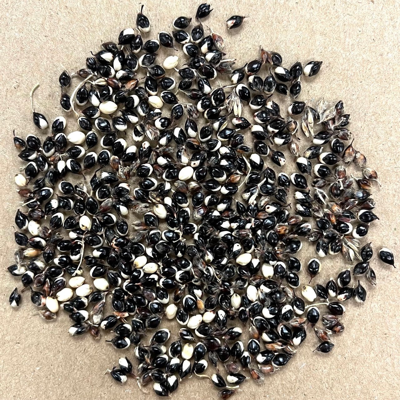 Sorghum Seeds - White African - Sow True Seed