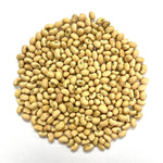 Southern Pea Seeds - Florida Conch Pea, Bush - Sow True Seed
