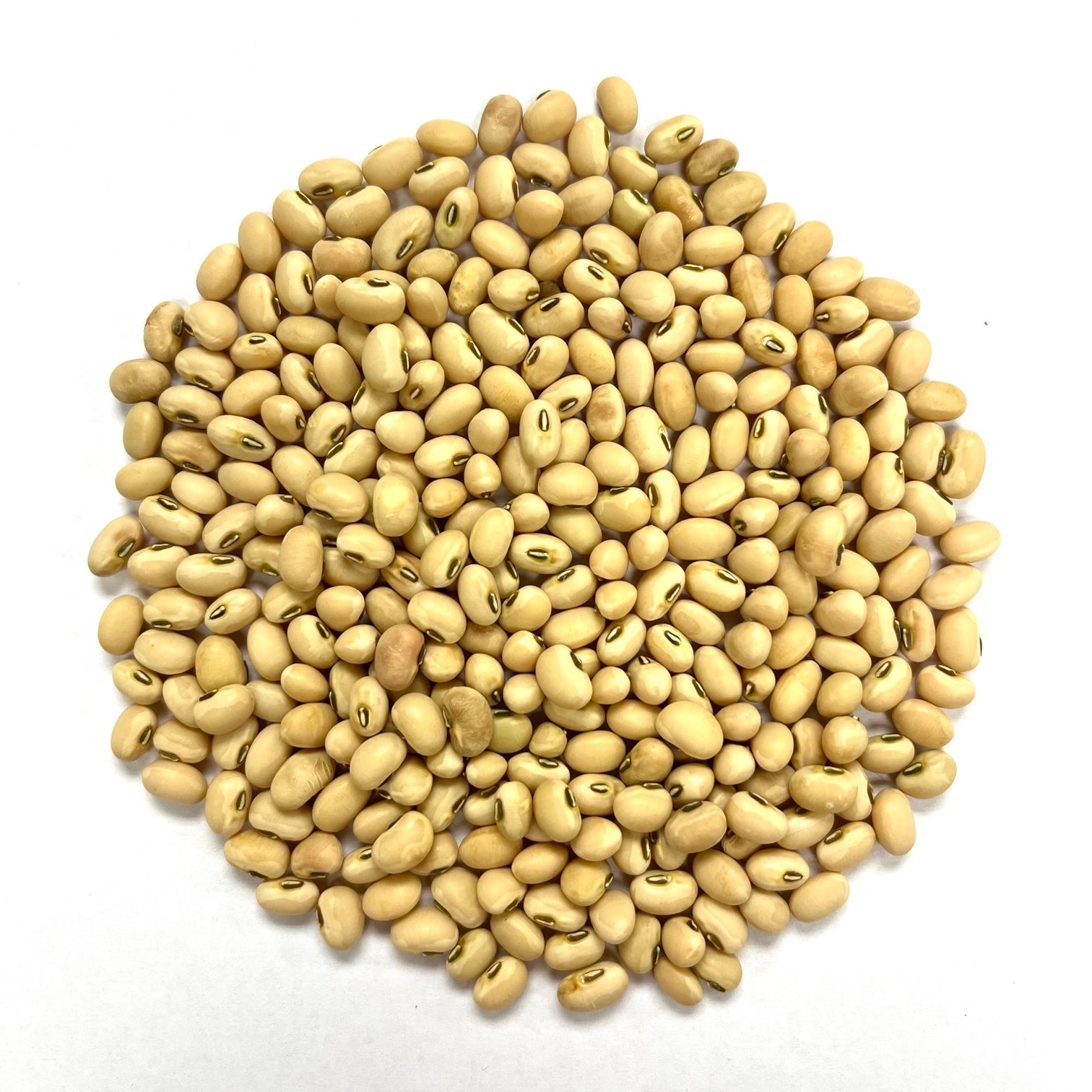 Southern Pea Seeds - Florida Conch Pea, Bush - Sow True Seed