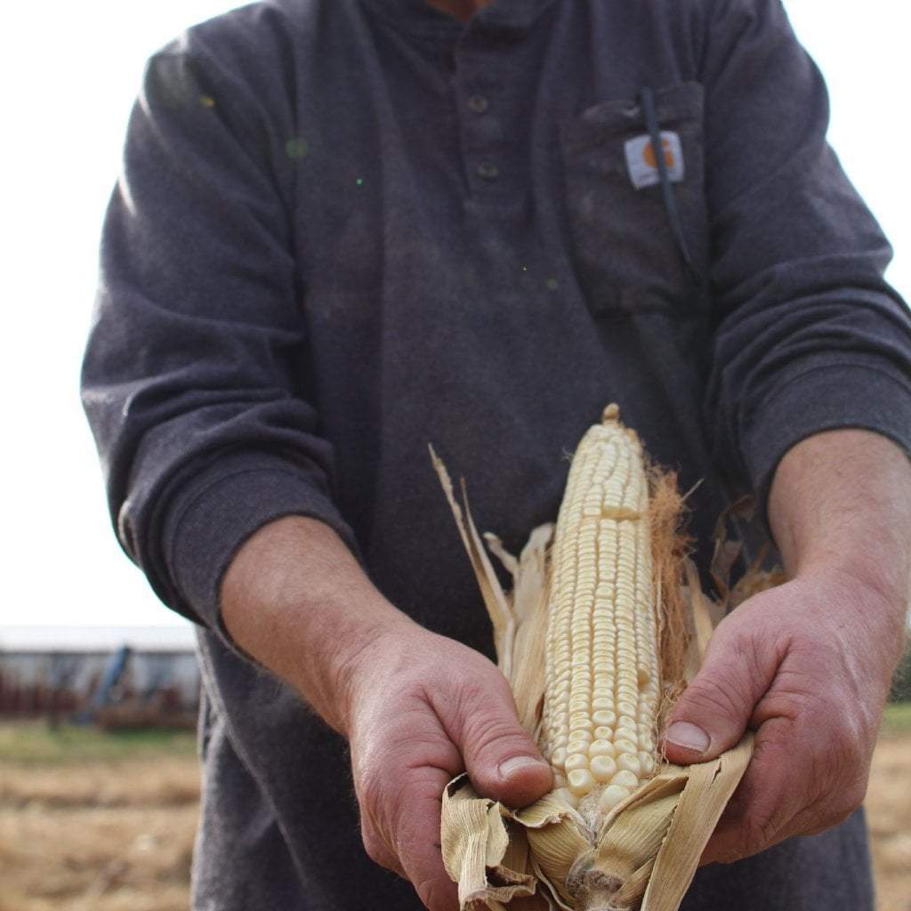 Dent Corn- Cocke's Prolific - Sow True Seed