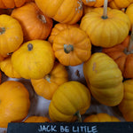 Pumpkin - Jack-B-Little - Sow True Seed