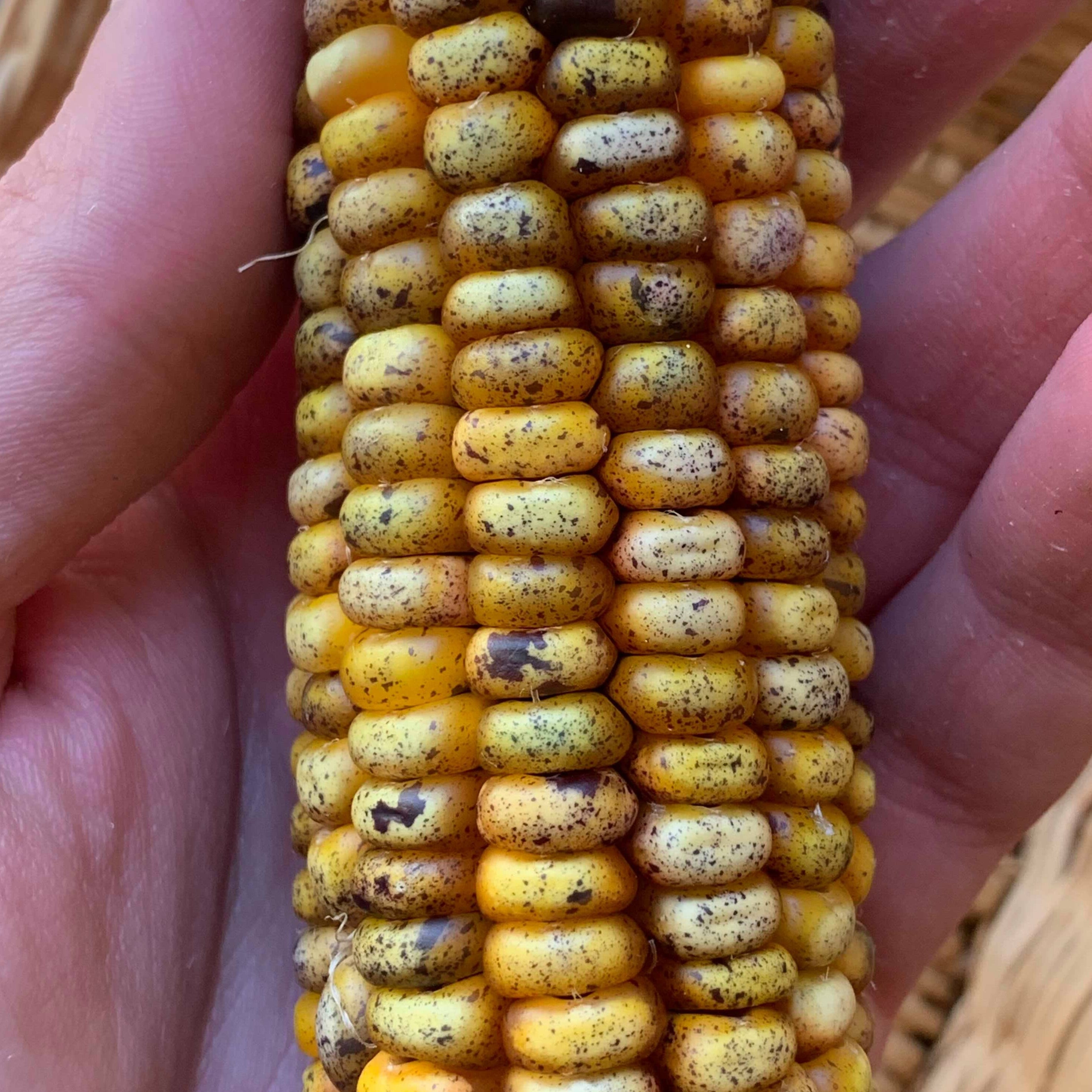 Flint Corn Seeds - Jaguar Priest - Sow True Seed