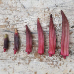 Okra Seeds - Jing Orange, ORGANIC - Sow True Seed