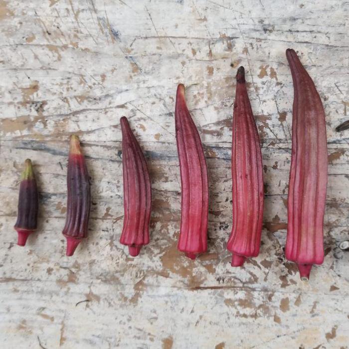 Okra Seeds - Jing Orange, ORGANIC - Sow True Seed