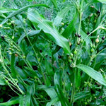 Job's Tears - Sow True Seed