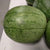 Watermelon - Jubilee Bush - Sow True Seed